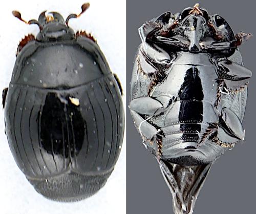 Réf. 349 081 : Margarinotus punctiventer